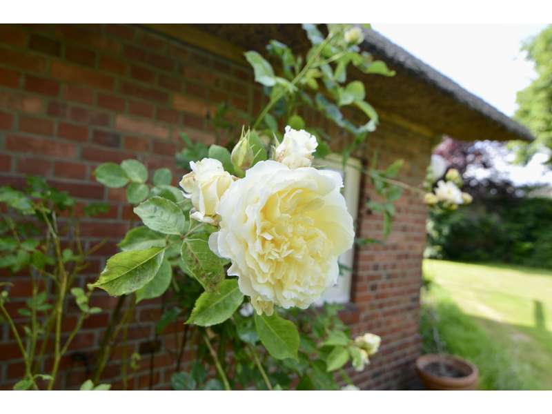 Rosenblüte